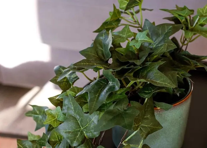 Casiola - Sunny Bright In The Center Of Appartement Le Coq